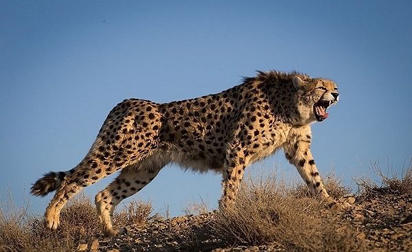 Are Cheetahs Back in Turkmenistan?