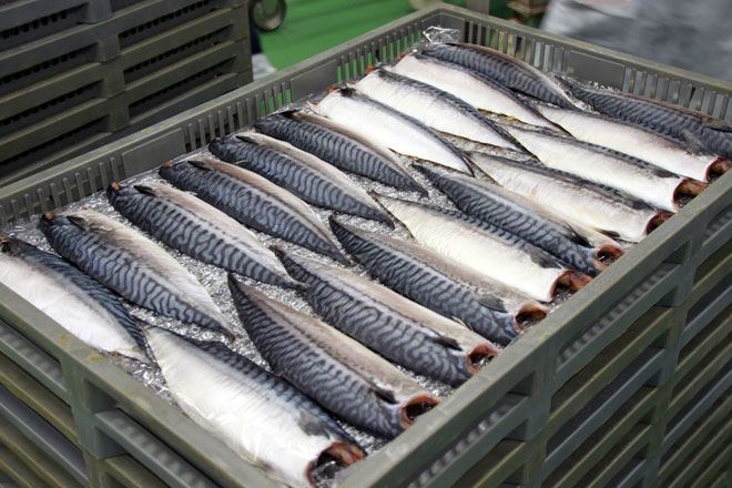 Turkmenistan temporarily restricts fishing