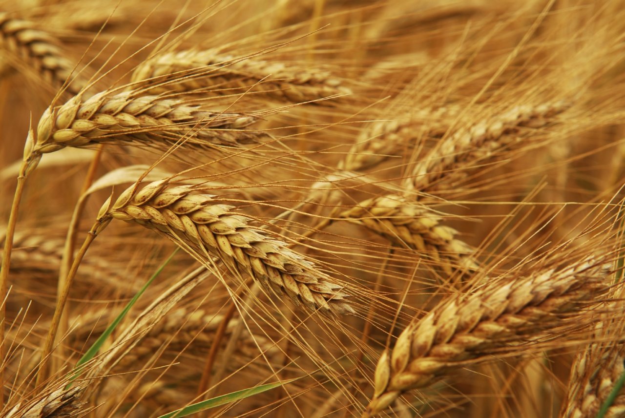 Balkan region of Turkmenistan discloses data on volume of wheat acreage