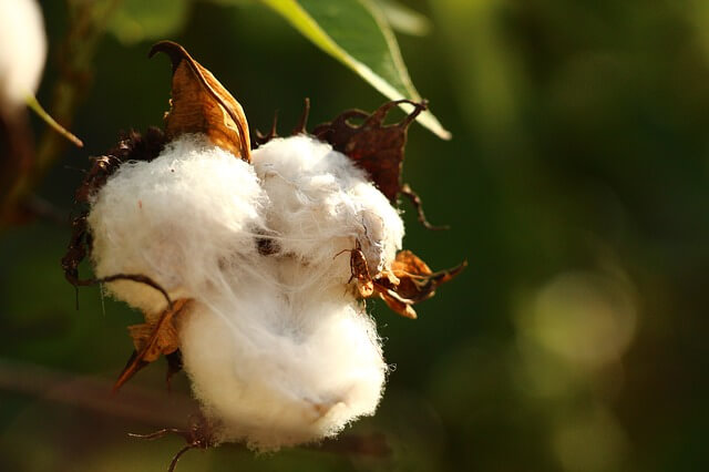 ILRF Files Complaint to Halt Imports of Cotton Goods from Turkmenistan